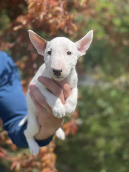 bull terrier in miniatura cuccioli | Foto 1
