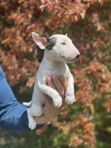 bull terrier in miniatura cuccioli | Foto 0