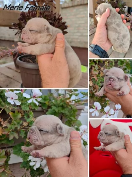 bulldog francese esotico cuccioli | Foto 6