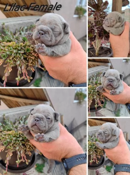 bulldog francese esotico cuccioli | Foto 5