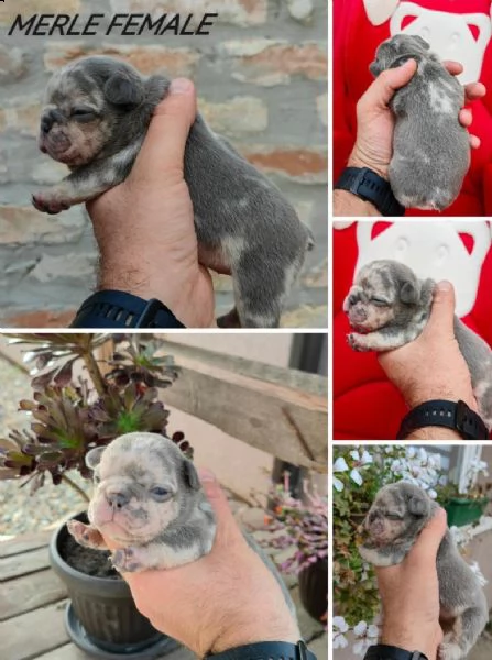 bulldog francese esotico cuccioli | Foto 3