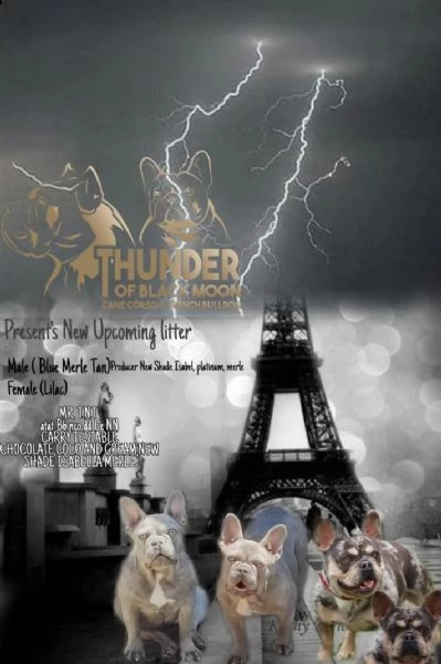 bulldog francese esotico cuccioli | Foto 0