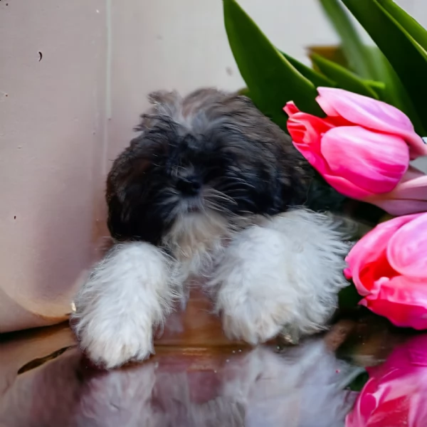 shih tzu shitzu cucciola | Foto 1