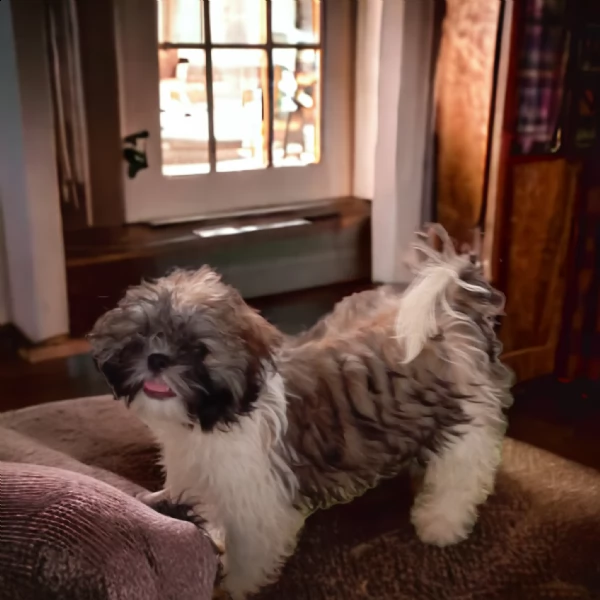 shih tzu shitzu cucciola | Foto 0
