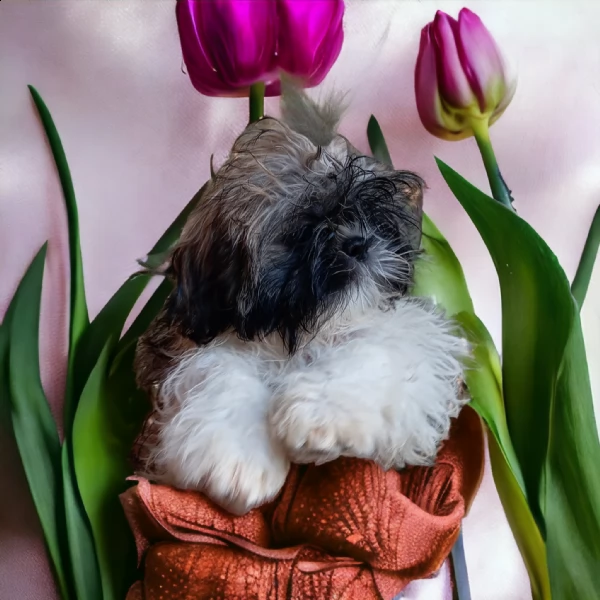 shih tzu shitzu cucciola