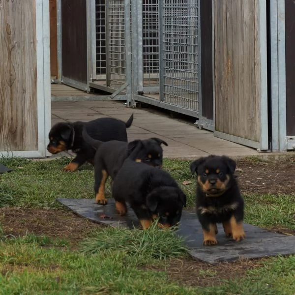 cuccioli di rottweiler addestrati | Foto 2