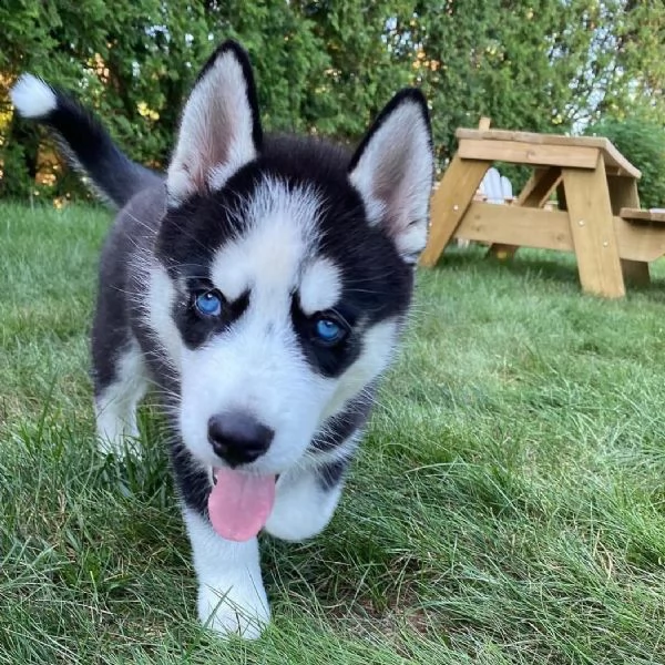 cuccioli di husky siberiano