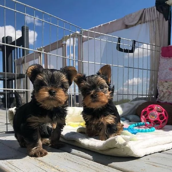 cuccioli di yorkshire terrier