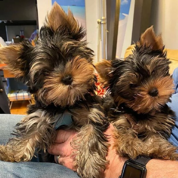 cuccioli di yorkshire terrier | Foto 0