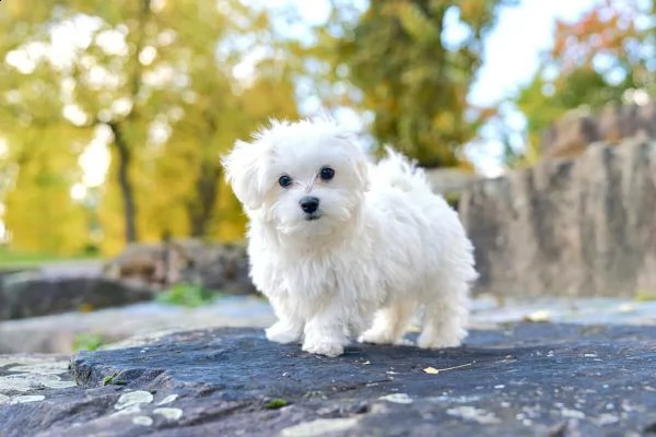disponibili adorabili cuccioli di maltese | Foto 0