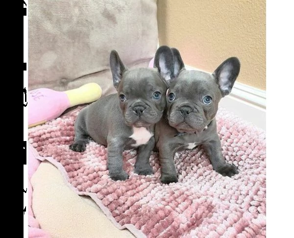 bellissimi cuccioli di bulldog francese | Foto 0