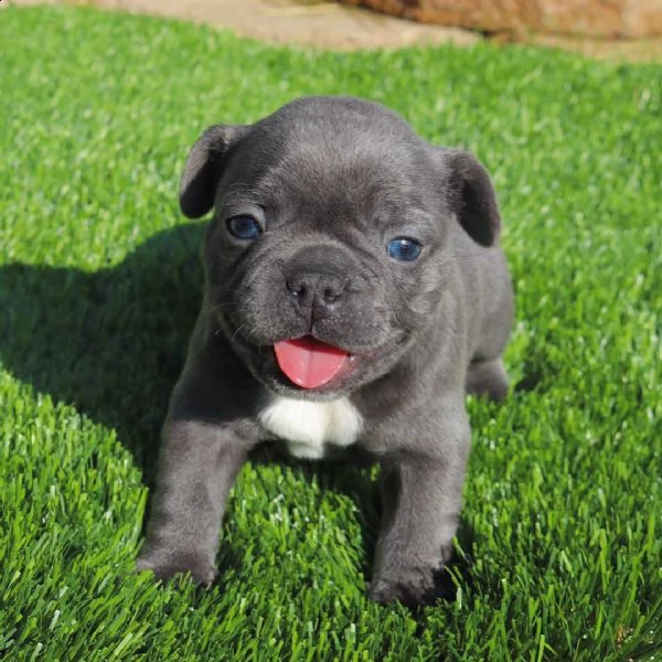 bellissimi cuccioli di bulldog francese