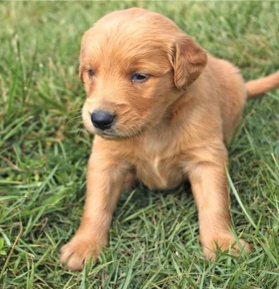 cuccioli di golden retriever con documenti | Foto 0