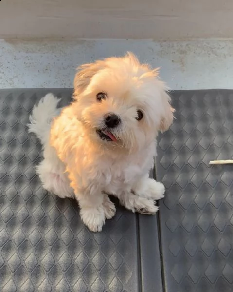bellissimi cuccioli maltesi akc teacup disponibili per l'adozione per la tua famiglia abbiamo due be | Foto 1