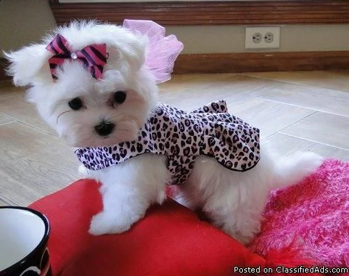 adorabili cuccioli maltesi per amanti degli animali maschi e femmine i cuccioli sono carini. a propo