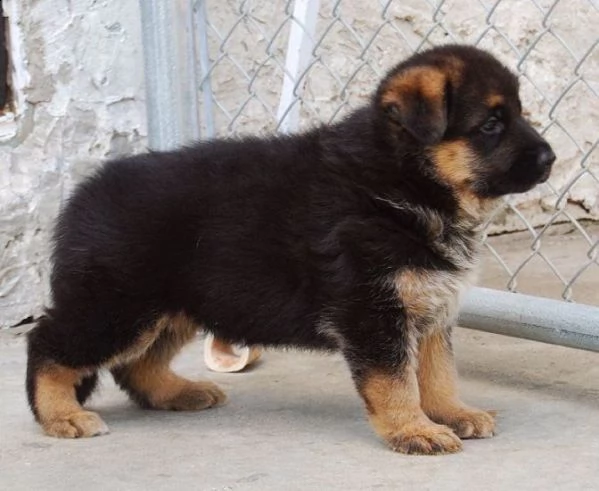 cuccioli pastore tedesco