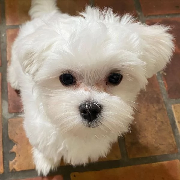 cuccioli maltesi sani (+393512351560)