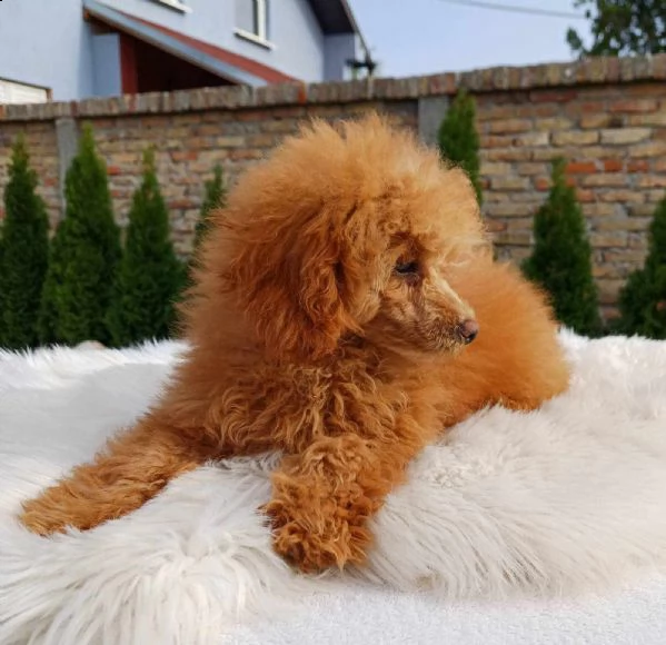 barboncino bellissimo cuccioli in vendita | Foto 1