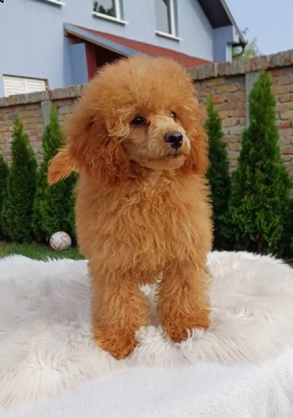 barboncino bellissimo cuccioli in vendita | Foto 0