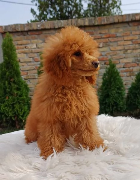 barboncino bellissimo cuccioli in vendita