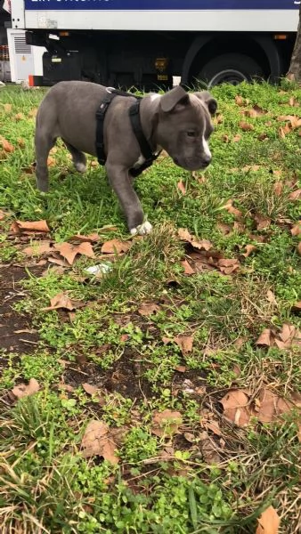 cuccioli di pitbull addestrati | Foto 5