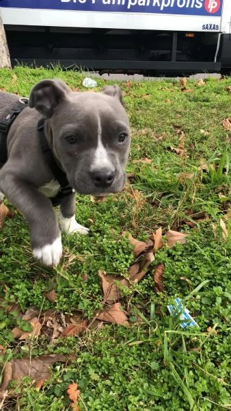 cuccioli di pitbull addestrati | Foto 4