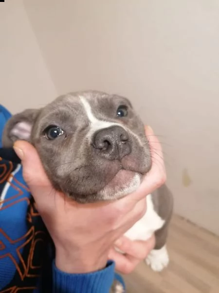cuccioli di pitbull addestrati | Foto 3