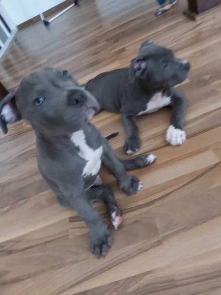 cuccioli di pitbull addestrati
