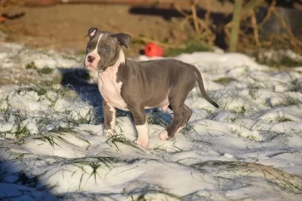 cuccioli di pitbull addestrati | Foto 1