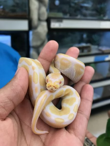 pitone albino sano e amichevole