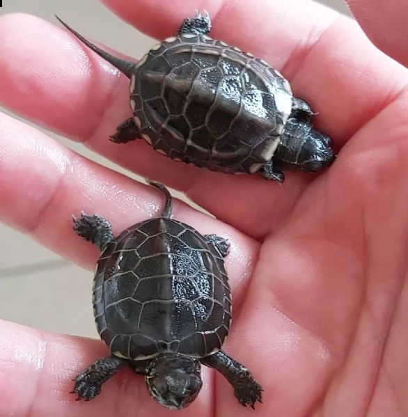 bambini molto giocosi disponibili