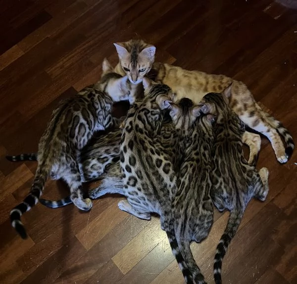 JangaleeCats Bengala  | Foto 5