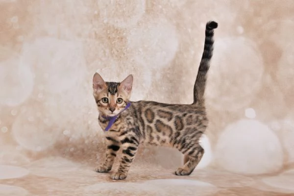 JangaleeCats Bengala  | Foto 4