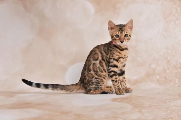 JangaleeCats Bengala  | Foto 3
