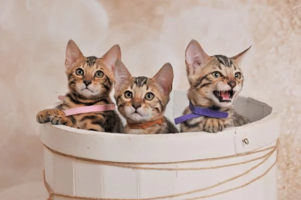 JangaleeCats Bengala 