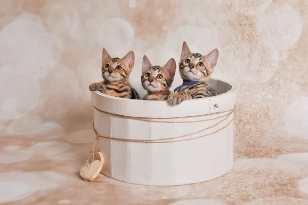 JangaleeCats Bengala  | Foto 1