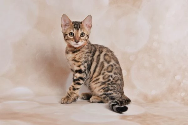 JangaleeCats Bengala  | Foto 0