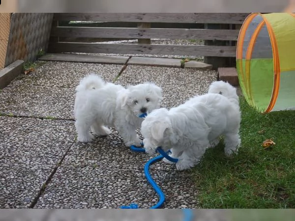 cuccioli di maltese coreano  | Foto 0
