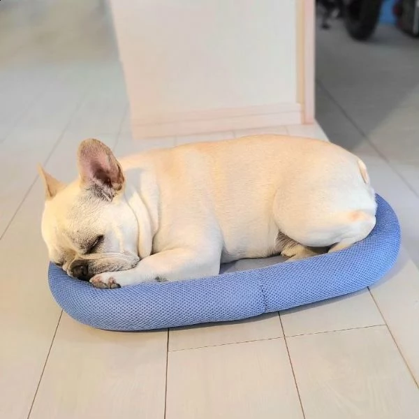 cuccioli bouledogue francese pedigree enci