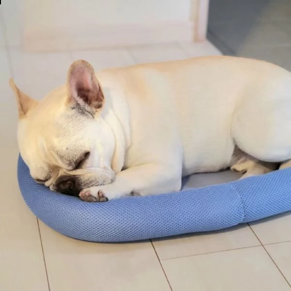 cuccioli bouledogue francese pedigree enci | Foto 0