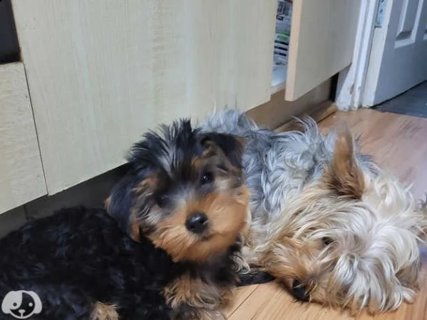 cuccioli yorkshire terrier