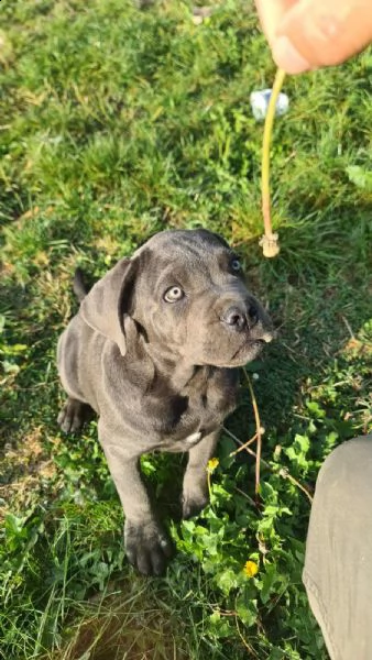 cane corso bellissimi cuccioli | Foto 6