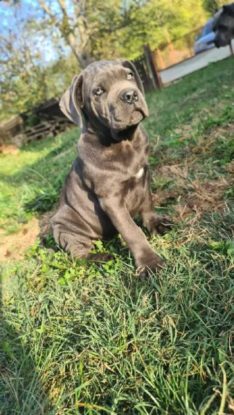 cane corso bellissimi cuccioli | Foto 5