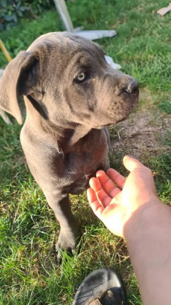cane corso bellissimi cuccioli | Foto 4