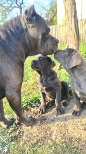 cane corso bellissimi cuccioli | Foto 3