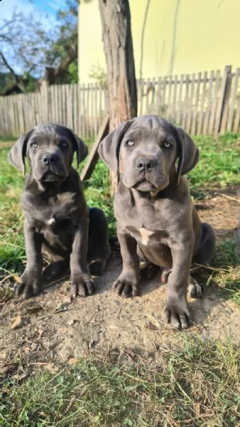 cane corso bellissimi cuccioli | Foto 2