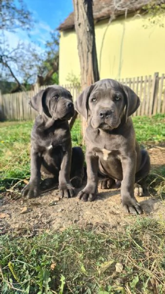 cane corso bellissimi cuccioli