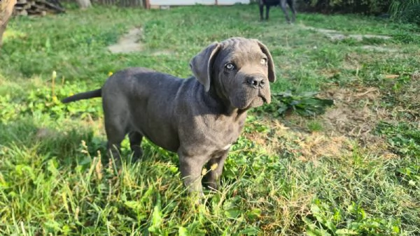 cane corso bellissimi cuccioli | Foto 1