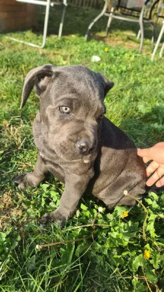 cane corso bellissimi cuccioli | Foto 0