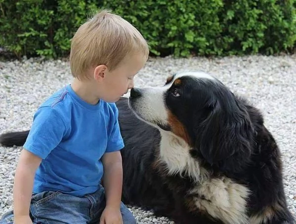 cuccioli di bernese addestrati | Foto 5